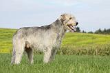 IRISH WOLFHOUND 188